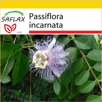 Conjunto de Cultivo de Passiflora - 5 Semillas de Flor de la Pasión