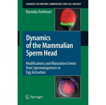 Mammalian Sperm Head Dynamics: Modifications and Maturation from Spermatogenesis to Egg Activation