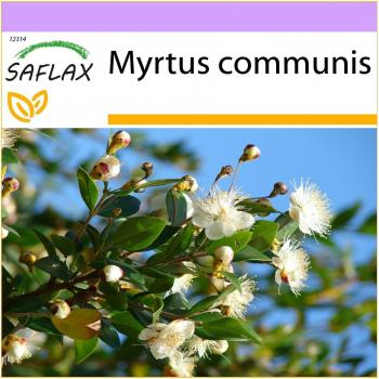 SAFLAX - Verdadero Mirto (Myrtus communis) - 30 semillas - Myrte común