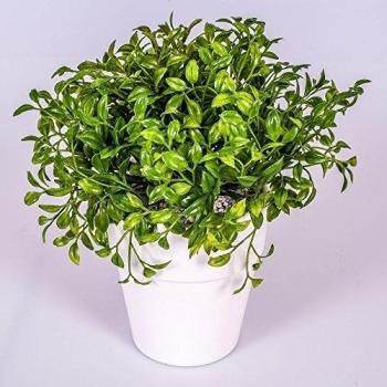 Boj artificial en maceta, 20 cm - Arbusto de boj decorativo / Mata artificial - artplants