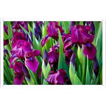 Metal cartel Cartel de chapa Hojalata sesión Flower Tin Sign Irises Flowers Colorful Flowerbed Green 41012 Retro Vintage Pared Decoración by hamgaacaan
