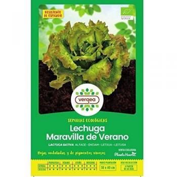 Vergea - Semillas de Lechuga de Verano