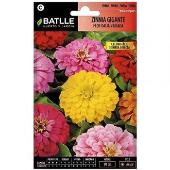 Zinnia GIGANTE flor DALIA vda