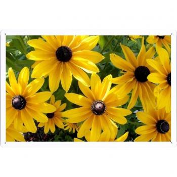 Metal cartel Cartel de chapa Hojalata sesión Flower Tin Sign Rudbeckia Flowers Sunny Close-Up 44455 Retro Vintage Pared Decoración by hamgaacaan