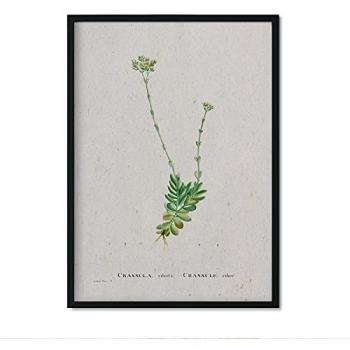 Lámina Acuarela Naturaleza 045 - Póster Decorativo A3 con Ilustraciones de Pierre-Joseph Redouté