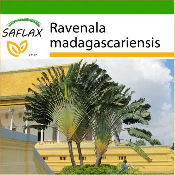 Saflax - Árbol del Viajero - 8 semillas con sustrato