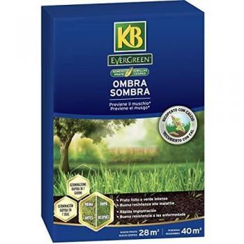 Semillas de Césped Sombra KB Evergreen, 1 kg