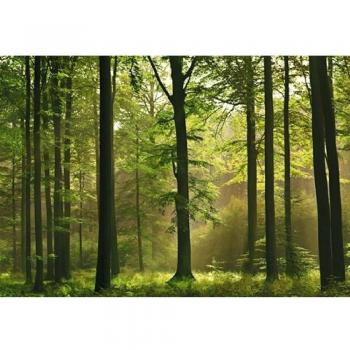 1art1 Bosques Autumn Forest 8-Part Póster Fotomural 368x254 cm