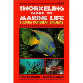 Snorkeling Guide to Marine Life: Florida, Caribbean, Bahamas