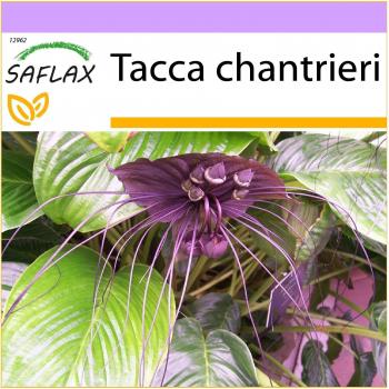 Saflax - Black Bat Flower - 10 sementes de Tacca chantrieri - Exótica planta de flor negra