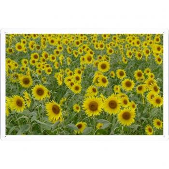 Metal cartel Cartel de chapa Hojalata sesión Flower Tin Sign Sunflowers Much Field Summer 41751 Retro Vintage Pared Decoración by hamgaacaan