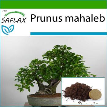 SAFLAX Bonsai Mahaleb Cherry - 30 semillas con substrato para mejor cultivo - Prunus mahaleb