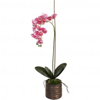 Shishi, casa de belleza Phalaenopsis orquídeas planta con 1 Flowering Branches en tiesto de cerámica, morado, 65 cm