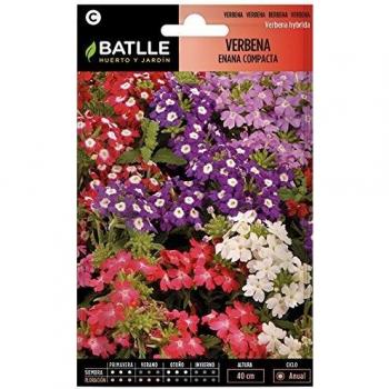 Semillas de Flores - Verbena enana compacta - Batlle