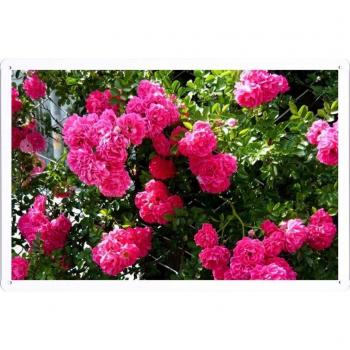 Metal cartel Cartel de chapa Hojalata sesión Flower Tin Sign Rose Flower Shrub Grid Green 36044 Retro Vintage Pared Decoración by hamgaacaan