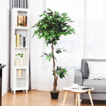 5.5-Foot Artificial Ficus Plant