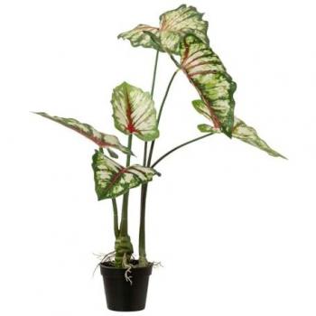 Árbol Caladium Bicolor con Maceta 50x50x70 cm - Complemento Perfecto para Decoración Interior