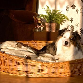 Cesta de mimbre para perros Aumüller - 100 x 75 x 22 cm (L x An x Al)