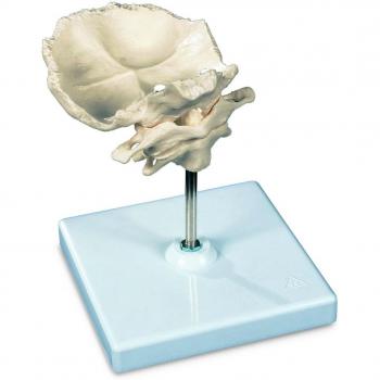 3B Scientific A71/5 Modelo de anatomía humana Atlas y Axis Con lamina Horizontal del Occipital + software de anatomía gratuito - 3B Smart Anatomy