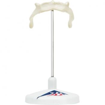 3B Scientific A71/9 Modelo de anatomía humana Hueso Hioides + software de anatomía gratuito - 3B Smart Anatomy
