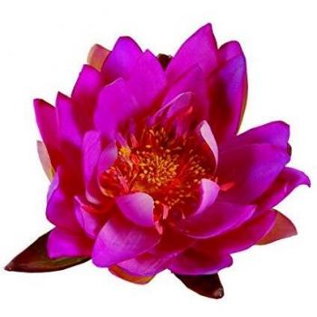 Apollo - Nenúfar, Color Rosa