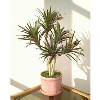 Yuca Palma (60cm) - Árbol Artificial SIN MACETA