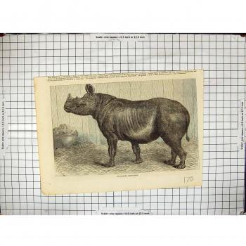 Antigüedad d de los cornes del DES Régents Zoologiques de Rhinocéros Deux-À de Le Parc Londres...