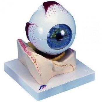 3B Scientific F11 Modelo de anatomía humana Ojo, 5 Veces el Tamaño Natural, 7 Piezas + software de anatomía gratuito - 3B Smart Anatomy