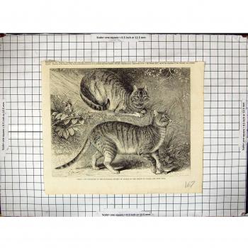 Antigüedades del DES Régents Zoologiques de Société de Chats Syriens de Le Parc Londres...