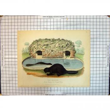 Antiker Druck von Biber-Garten-Zoologischen Gesellschafts-Garten-Tieren