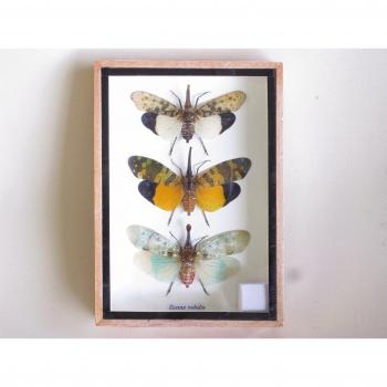 Taxidermia de insectos farol FLY Set de 3 