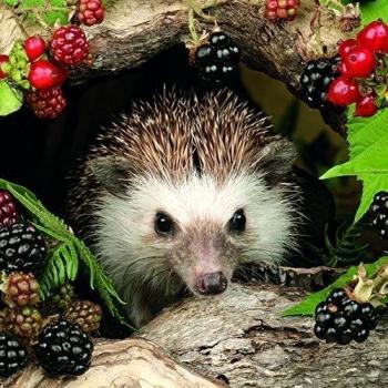 20 servilletas de 33 x 33 cm, erizo, bosque, animales, moras.