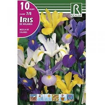 Bulbo iris de holanda mezcla de colores Rocalba