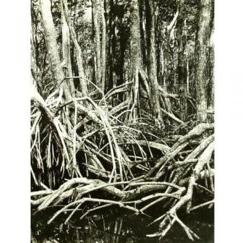 Quilombo. Fotografies de l'Amèrica Negra