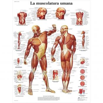 3B Scientific VR4118L - La musculatura, 1