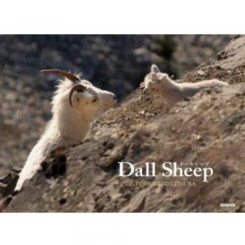 Dall Sheep