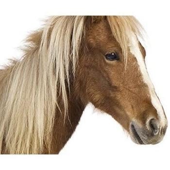 Pared de Vinilo nº 136 Pony, Adhesivo Decorativo para Pared, Pegatinas de Pared, Pared Tatuajes, Wall Decals