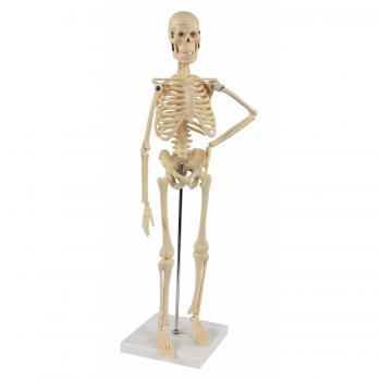 S24.1212 Mini esqueleto humano, 45cm