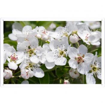 Metal cartel Cartel de chapa Hojalata sesión Flower Tin Sign #27789 Pear Blossoms In The Sunshine Retro Vintage Pared Decoración by hamgaacaan