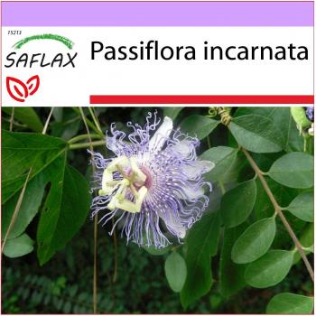 SAFLAX - Semillas de Flor de la Pasión Salvaje (Passiflora incarnata) - 5 semillas