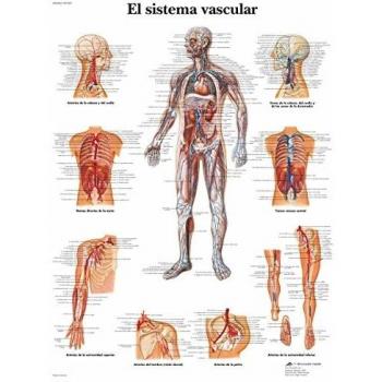 3B Scientific VR3353UU Impreso En Papel, el Sistema Vascular