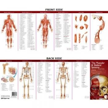 The Muscular & Skeletal Systems