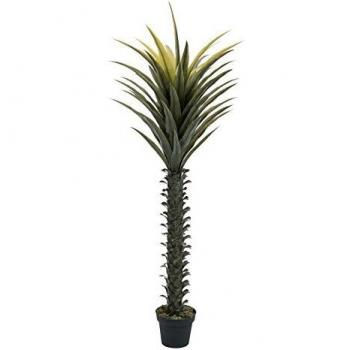 Europalms - Yucca, 165cm