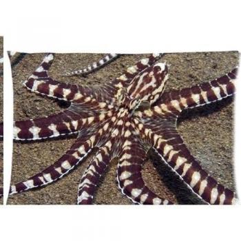 Mimic octopus con cremallera fundas de almohada cubierta 20 x 30 pulgadas