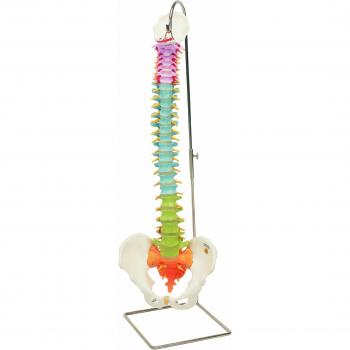 3B Scientific A58/8 Modelo de anatomía humana Columna Didáctica Flexible + software de anatomía gratuito - 3B Smart Anatomy