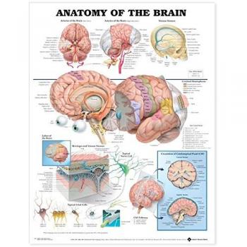 Anatomical Chart La anatomía del cerebro