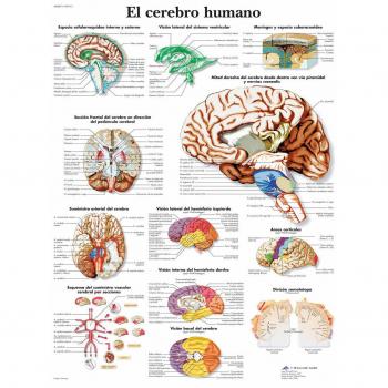 3B Scientific Póster Anatómico, el Cerebro Humano