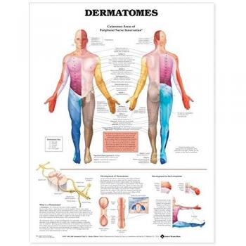 Gráfico anatómico de dermatomas