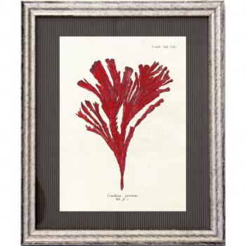 Dósfer 21924 - Cuadro decorativo, Corales rojos, 34 x 40 cm