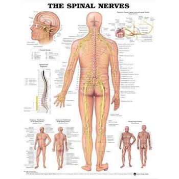 Anatomical Chart Los nervios espinales